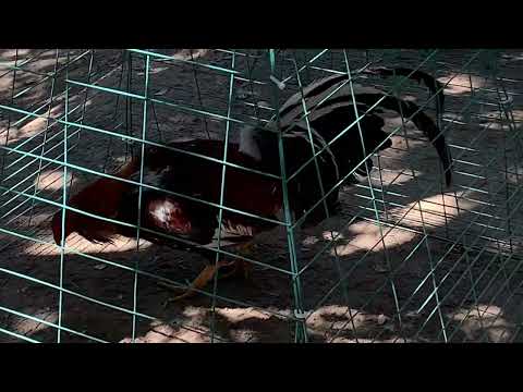 Left side Sweater right side McRae hatch