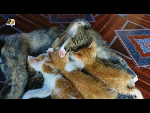 6 kittens nusuring mother cat, while other mother cat go outside