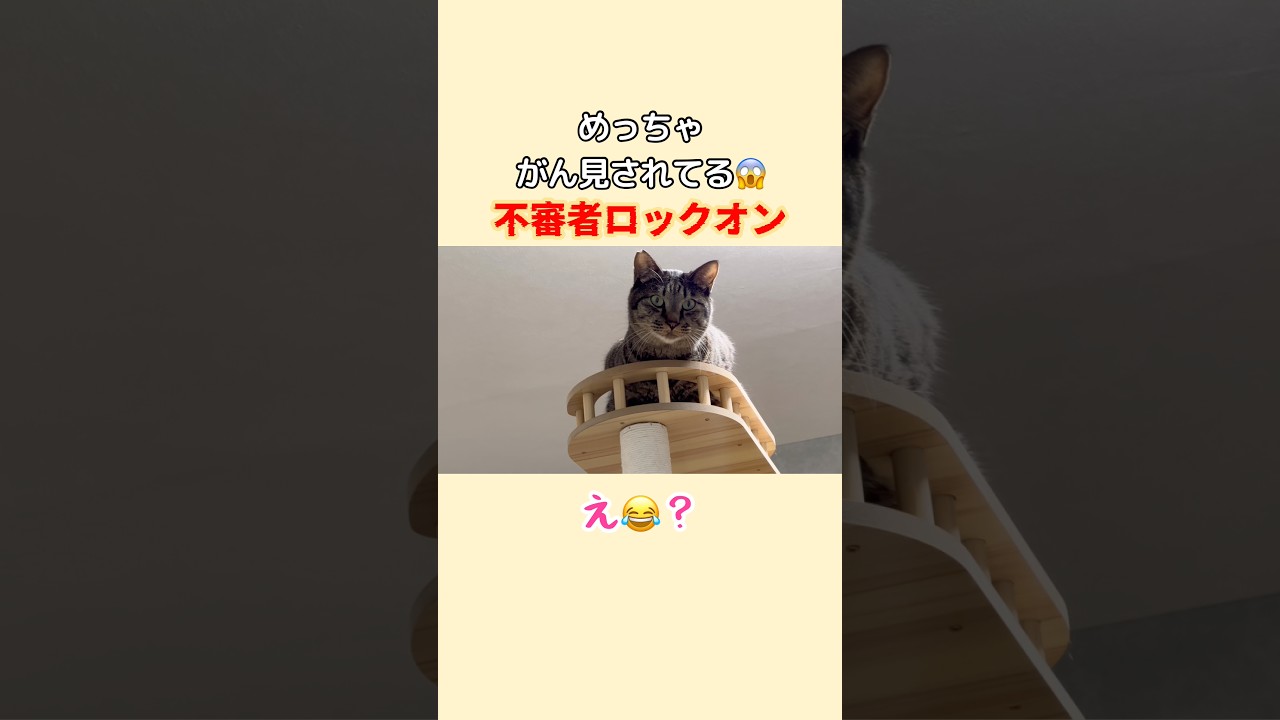 視線が‥😱🤣😱🤣 #保護猫 #cat