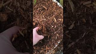 Best Soil For Blueberries