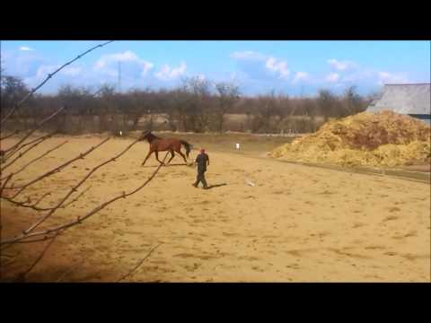 Arvil´s Bit of Hope after Bøgegårdens Boney M