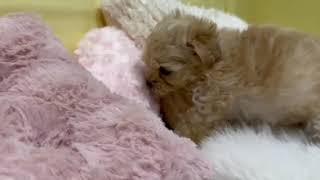 ハーフ犬の動画01