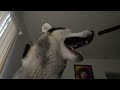 Lo más divertidos videos de perros Husky!