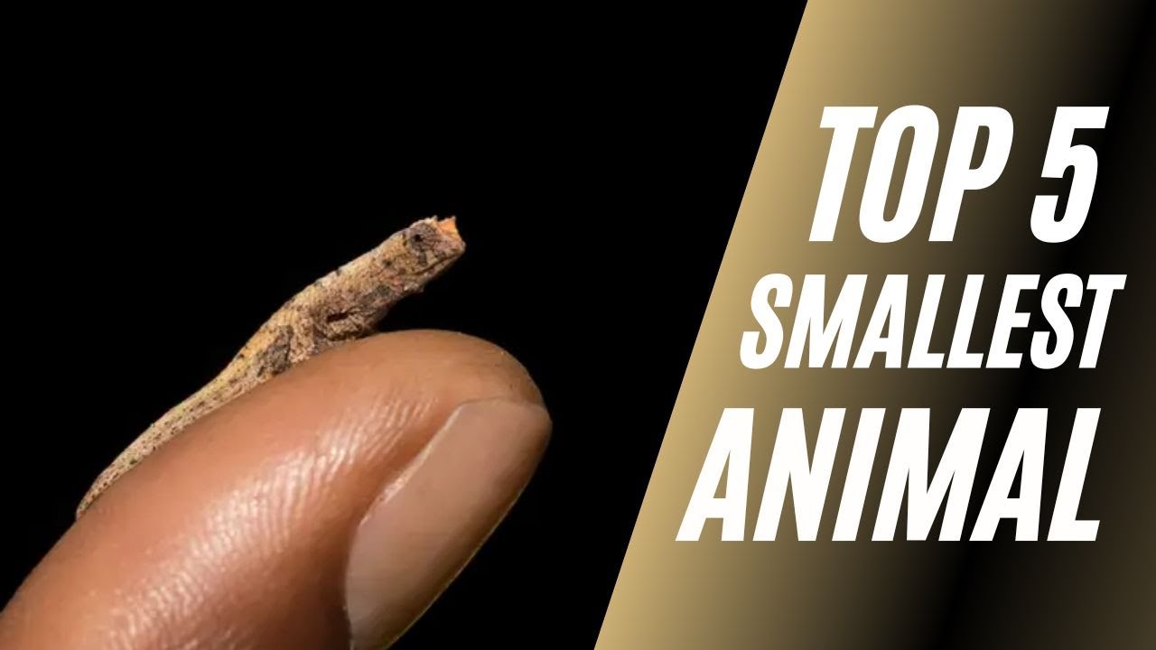What is the smallest pet in the world? Tipseri