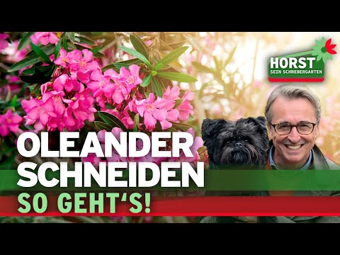 Wie schneidet man den Oleander zurück? | Horst sein Schrebergarten
