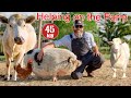 Helping a Farmer Feed and Care For His Animals (Educational Farm Video For Kids)