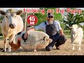 Helping A Farmer Feed And Care For His Animals Educational Farm Video For Kids