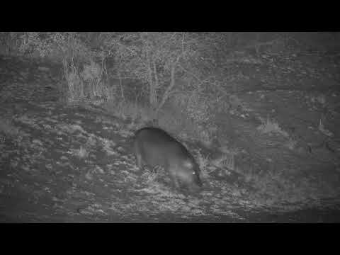 Djuma: Hippo returning to the dam - 23:48 - 10/12/20