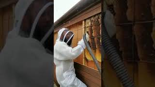 Live Honey Bee and Nest Removal 