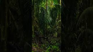 Download lagu ngerii suaranya. #alam #rimba #hutan #suaraburung #suaraalam mp3