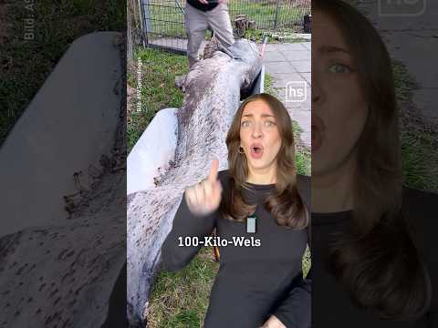 Der Mythos um den Riesen-Wels in Dreieich 😱