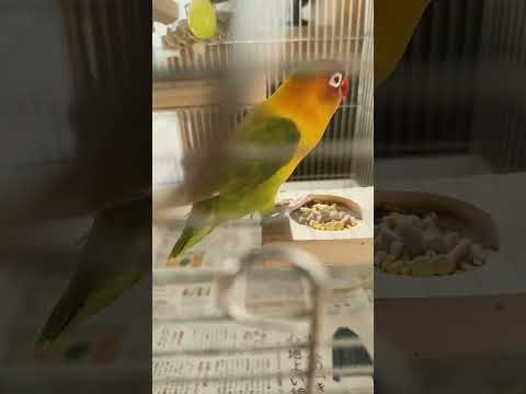  2024 年の満月とガーデニング – 月の満ち欠けに応じて、いつ何を植えるべきか?  庭園