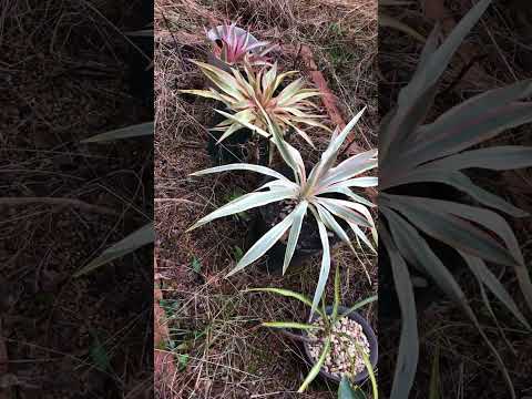 jardin-sec-plantesherbes-aromatiques-Allium-pourpre