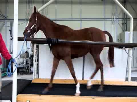 馬の歩き方遺伝子の跡をたどる