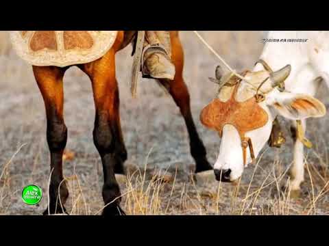 Toada Do Boi Barulheiro