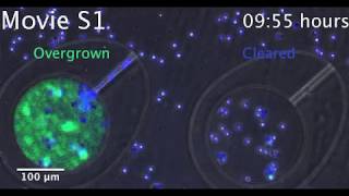 War-games between neutrophils and microbes in microfluidic arenas