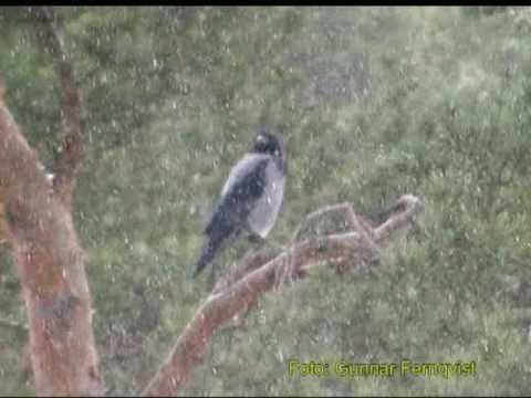 KRÅKA  Hooded Crow  (Corvus cornix)  Klipp - 233