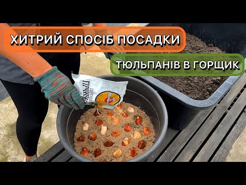 Як посадити тюльпани в горщик і прикопати в саду. Весняна мобільна клумба своїми руками
