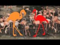 San Diego Zoo Kids Flamingos