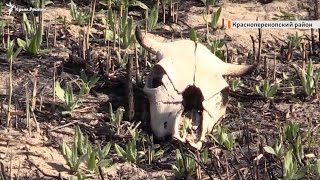 «Мертвая вода» Красноперекопска