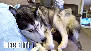 Husky ANNOYED With His NAN For Daring To MOVE Him!