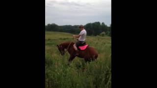 faze tari calul naravas