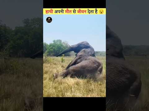 What Happens After an Elephant Dies?