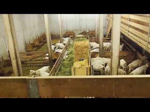 2019 Bundestagung GRÖ - Impressionen zum Käse Ausflug mit Tatjana Rasbortschan