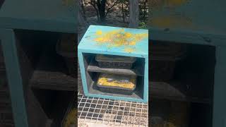 Download lagu Fly Bait Station. Once they land inthe bait they will die. #fly #pestcontrol #entomologist mp3 Download lagu Fly Bait Station. Once they land inthe bait they will die. #fly #pestcontrol #entomologist mp3