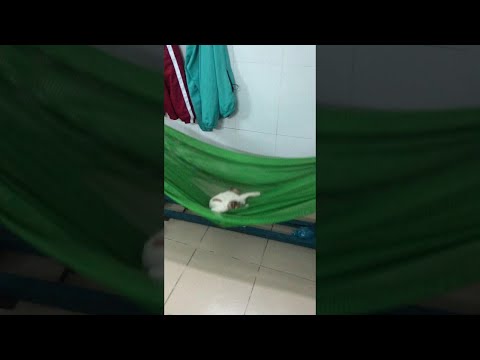 סרטון של חתול מזנק לתוך ערסל