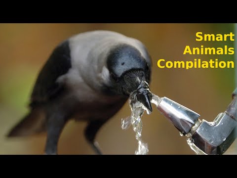 Compilation Video: Clever Animals Solving Problems