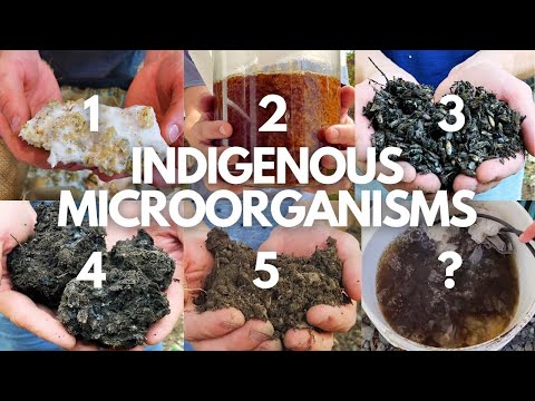 The Complete Beginner’s Guide to Indigenous Microorganisms