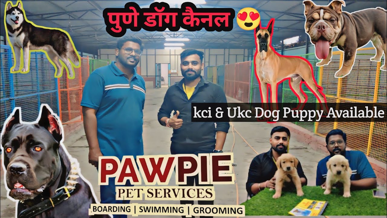 Biggest dog kennel in Pune 😍😍 || all dog breeds puppy available in cheap price || KCI & UKC puppy.