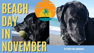 Beach Day in November with Percy the Labrador