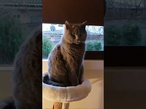 Taru the British shorthair cat having a quiet moment