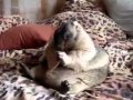 Бобер ест печеньку 