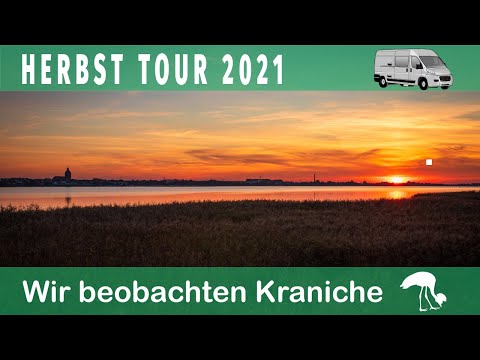 Wir beobachten Kraniche auf Zingst | Unsere Herbsttour 2021 mit dem Campervan Teil 5. #Vanlife