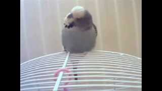 Tribute to My Dear Budgie Jibijip