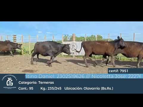 Lote Hembras - Olavarría  Bs As