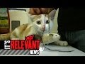 Pet Of The Week Buster