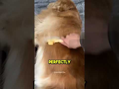 cepillo extraño para perro