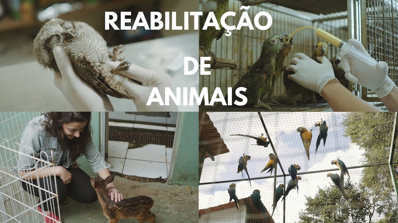 REHABILITATION OF ANIMALS