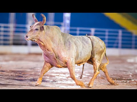 🟢🟡 Brazilian Bull Riding Final - #FNR2025 / EMAPA of Avaré - SP