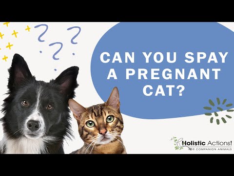 FAQ: Can you spay a pregnant cat?