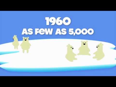 Climate Hustle: Are polar bears disappearing?