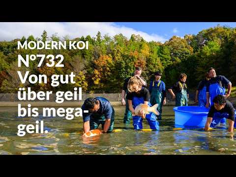 All Koi from Auction No. 732 explained in detail | Konishi Koi News