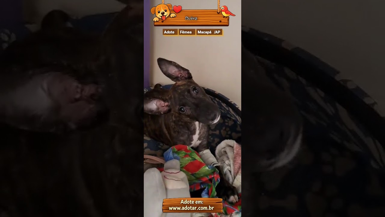 Cachorro raça SRD-ViraLata idade 2 a 6 meses nome Ruiva