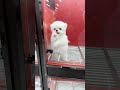 The little guy saw the guests coming, so he tried his best to recommend himself! The little claws a