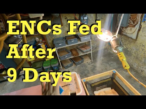 600- & 78-day old ENC worm bins fed after 9 days - farm vermicomposting