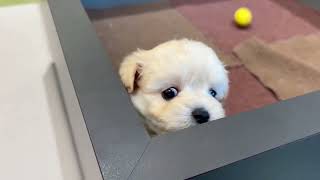 ハーフ犬の動画01